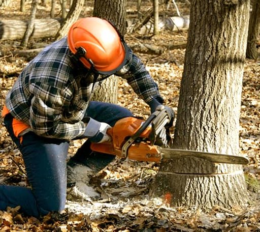 Tree Removal in Le Roy, IL